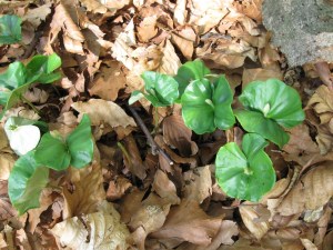 fagus sylvatica (2) (1200 x 800).jpg_product